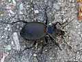 Cychrus caraboides (Linnaeus, 1758)