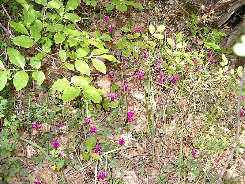 File:Cyclamen repandum 1.jpg