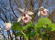 Cypripedium formosanum 180412a.JPG