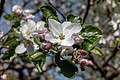 * Nomination Apple tree “Dülmener Rose” in bloom, Hausdülmen, Dülmen, North Rhine-Westphalia, Germany --XRay 03:04, 11 May 2020 (UTC) * Promotion  Support Good quality -- Johann Jaritz 03:13, 11 May 2020 (UTC)