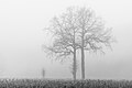 * Nomination Trees in the fog in the Leuste hamlet, Kirchspiel, Dülmen, North Rhine-Westphalia, Germany --XRay 03:30, 10 April 2020 (UTC) * Promotion  Support Good quality -- Johann Jaritz 03:34, 10 April 2020 (UTC)