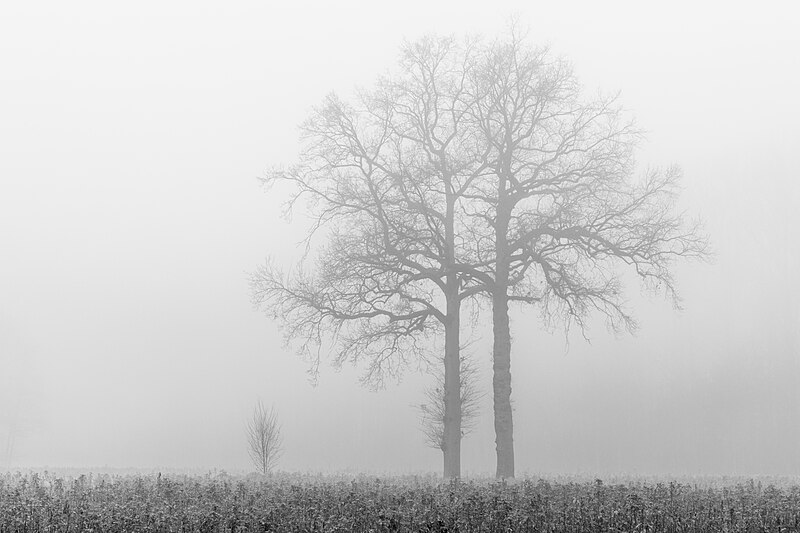 File:Dülmen, Leuste, Bäume im Nebel -- 2020 -- 5041 (bw).jpg