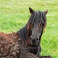 * Nomination Dülmen ponies in the Wildbahn in the Merfelder Bruch (COE-004), Merfeld, Dülmen, North Rhine-Westphalia, Germany --XRay 04:30, 8 June 2023 (UTC) * Promotion Good quality. --Poco a poco 05:21, 8 June 2023 (UTC)
