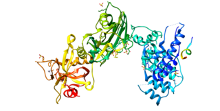 <span class="mw-page-title-main">Artemis (protein)</span> Protein-coding gene in the species Homo sapiens