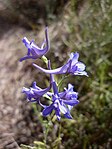 DELPHINIUM PEREGRINUM - TORA-2.JPG