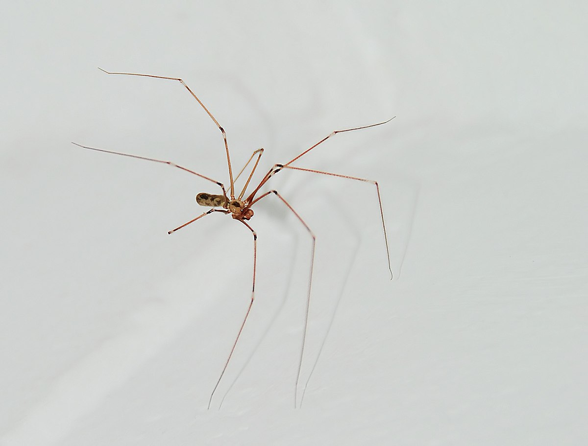 Daddy long-legs spider - Simple English Wikipedia, the free encyclopedia
