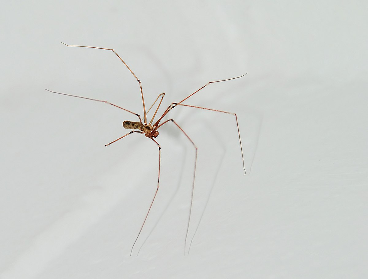 Daddy long-legs spider - Simple English Wikipedia, the free