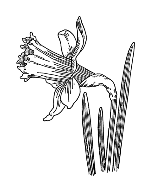 File:Daffodil (PSF).png