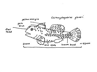 <span class="mw-page-title-main">Dalhousie goby</span> Species of fish