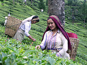 Darjeeling Tea Garden worker.jpg