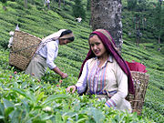 Tea Processing