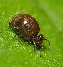 Allacma fusca was named Podura fusca in 1758. Dark.round.springtail.1.jpg