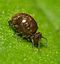 Dunkel.runder.springtail.1.jpg