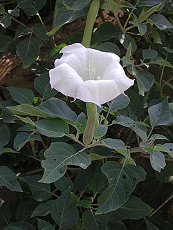 Datura az.jpg