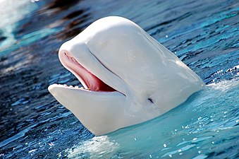 The Beluga whale lives in Arctic and sub-arctic waters, where its color is an effective camouflage