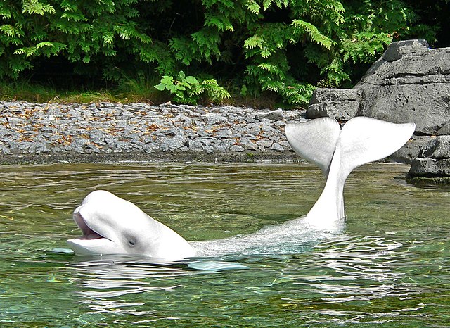 Photo of beluga at water surface with back flexed, with both head and tail raised