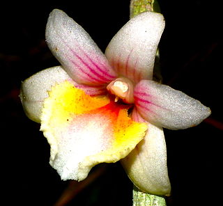 <i>Dendrobium boosii</i> Species of orchid