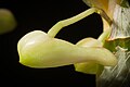 Dendrobium compressum