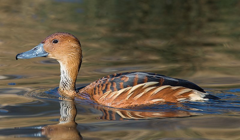 File:Dendrocygna bicolor, London Wetland Centre, UK - Diliff.jpg