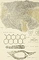 Description géologique de Java et Madoura (1896) (20869947605).jpg