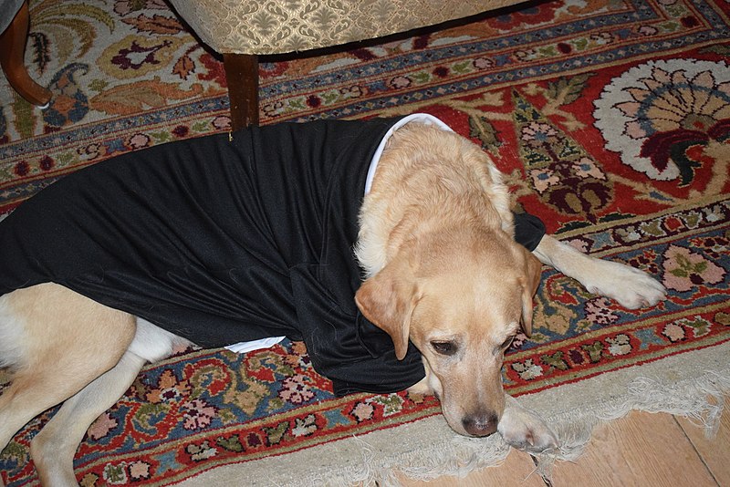 File:Dexter The Labrador.jpg