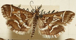 <i>Diasemia</i> Genus of moths