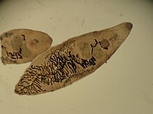 Dicrocoelium dendriticum adults.JPG