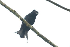 Mountain drongo