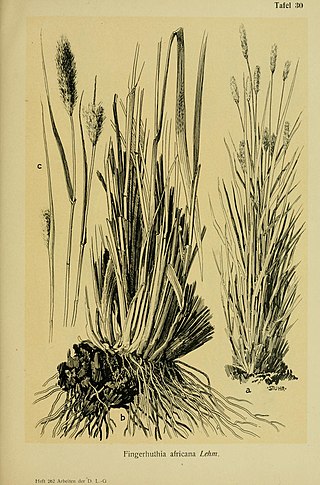 <i>Fingerhuthia</i> Genus of grasses