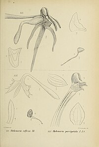 fig. 20 Habenaria reflexa fig. 21 Habenaria parvipetala