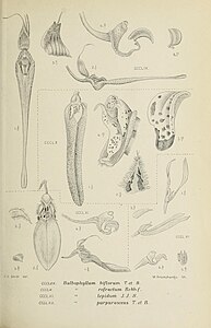 fig. 359 Bulbophyllum biflorum fig. 360 Bulbophyllum refractum fig. 361 Bulbophyllum lepidum fig. 362 Bulbophyllum purpurascens