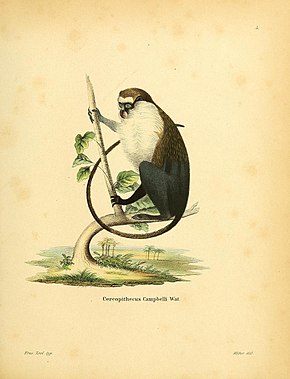 Popis obrázku Die Säugthiere in Abbildungen nach der Natur, mit Beschreibungen (Plate 4) (8547689499) .jpg.