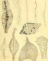 Die fossilien von Java auf grund einer sammlung von Dr. R.D.M. Verbeek und von anderen; (1891) (20728983558).jpg