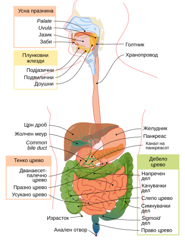 File:Digestive system diagram mk.svg