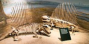 Miniatura per Dimetrodon