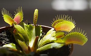 Dionaea muscipula 1.jpg