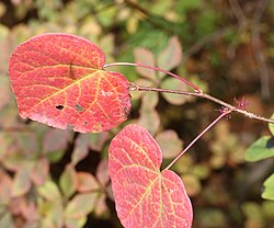 紅葉し花を付けたマルバノキ、小秀山（岐阜県中津川市）にて、2017年10月26日撮影