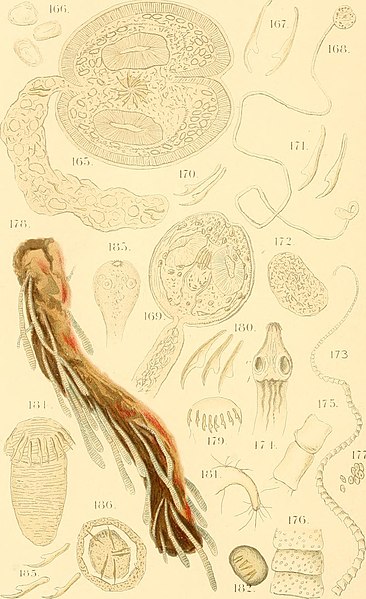 File:Diseases and enemies of poultry (1897) (14564920258).jpg