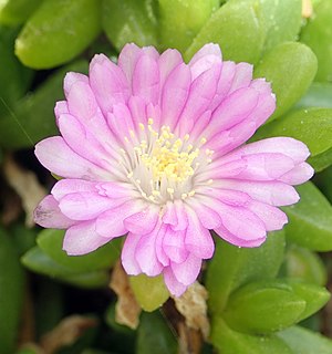 <i>Disphyma papillatum</i> Species of succulent