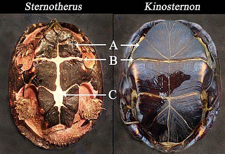 Distinguishing characteristics between musk turtles (Sternotherus) and the closely related mud turtles (Kinosternon) include a smaller plastron with legs exposed vs. a large plastron with legs concealed and: A, pectoral scute squarish vs. triangular; B, hinges less developed vs. well developed; C, skin between plastron scutes.