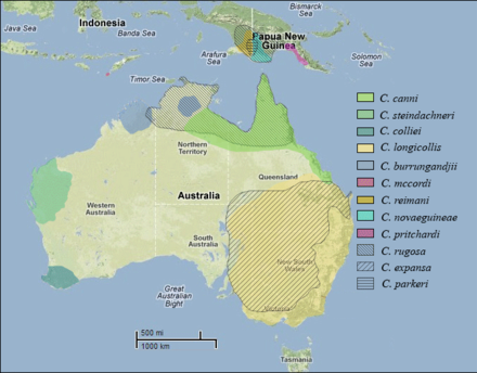 Distribution map of Chelodina species.png