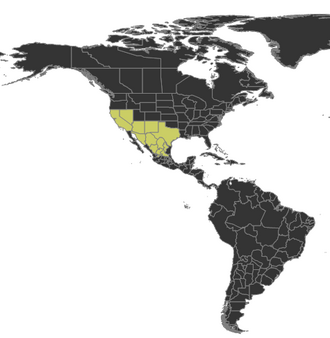 Distribution of N. albisetosus Distribution of Novomessor albisetosus.png