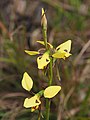 Diuris sulphurea