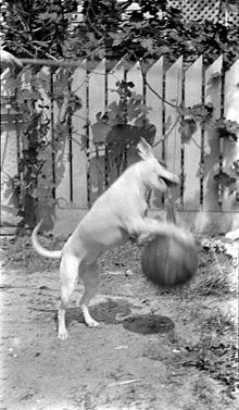 1920s example of motion blur Dog Leaping.jpg