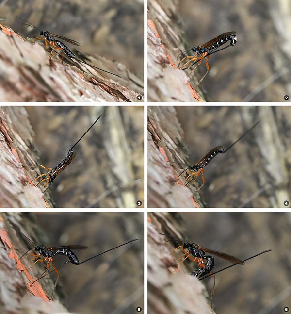 The process of oviposition in Dolichomitus imperator: 1. Tapping with her antennae, the wasp listens for the vibrations that indicate a host is presen