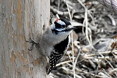 Downy Woodpecker, Montrose Point Bird Sanctuary, Chicago