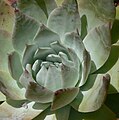 Dudleya anthonyi