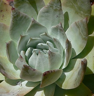 <i>Dudleya anthonyi</i> Species of succulent