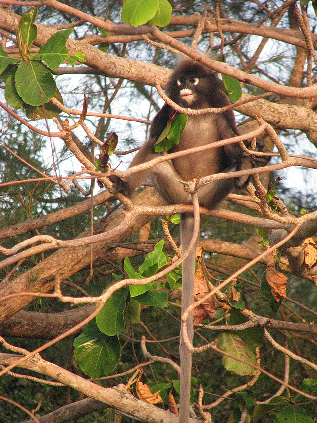 Image of The Dusky Leaf Monkey, Langur At Penang Forest.-WA282572-Picxy