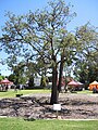 A Kurrajong tree relocated from Bayswater Station to Bert Wright Park on 9 January 2020.